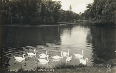 3640 Gezicht op de vijver in het Wilhelminapark te Utrecht, met enkele zwanen en op de achtergrond de torenspits van de ...